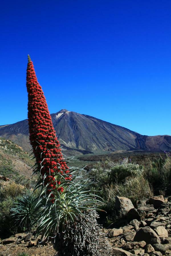Apt El Perenquen Santa Cruz de Tenerife Eksteriør billede